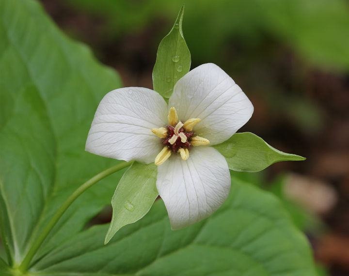 Trillium